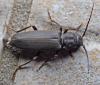 Arhopalus ferus